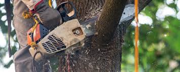 Best Lawn Pest Prevention  in El Segundo, CA