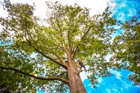  El Segundo, CA Tree Care Pros