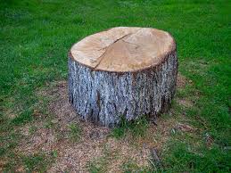 Best Tree Trimming and Pruning  in El Segundo, CA
