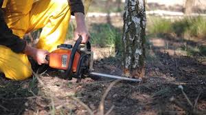 Best Pest Control for Lawns  in El Segundo, CA