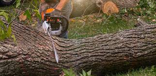 Best Palm Tree Trimming  in El Segundo, CA