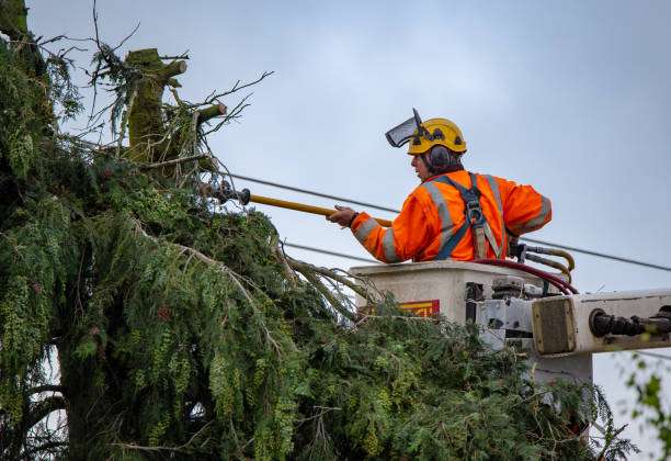 Best Utility Line Clearance  in El Segundo, CA
