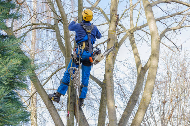 Best Commercial Tree Services  in El Segundo, CA