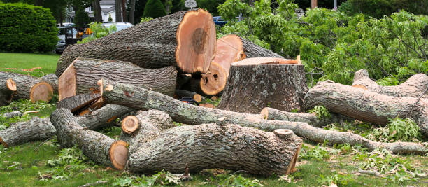 Best Tree Health Inspection  in El Segundo, CA