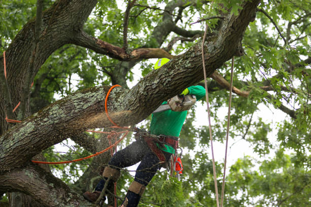 Best Root Management and Removal  in El Segundo, CA