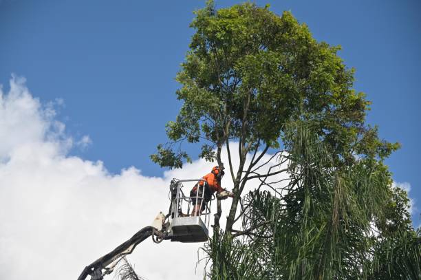 Best Storm Damage Tree Cleanup  in El Segundo, CA