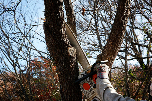 Best Tree Maintenance Programs  in El Segundo, CA