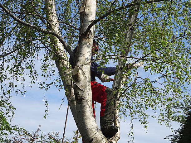 How Our Tree Care Process Works  in  El Segundo, CA