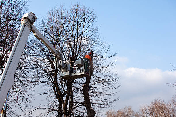 Best Arborist Consultation Services  in El Segundo, CA