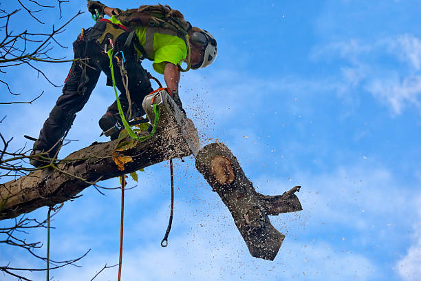 Reliable El Segundo, CA Tree Care Solutions