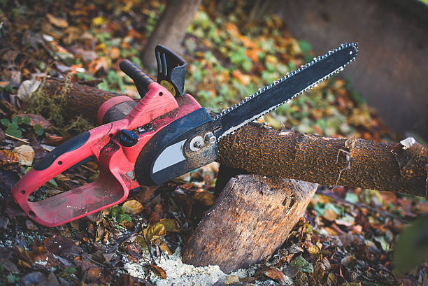 Best Tree Mulching  in El Segundo, CA