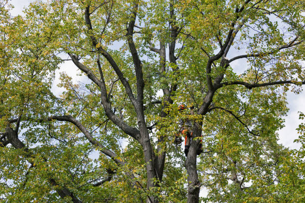 Best Tree Risk Assessment  in El Segundo, CA